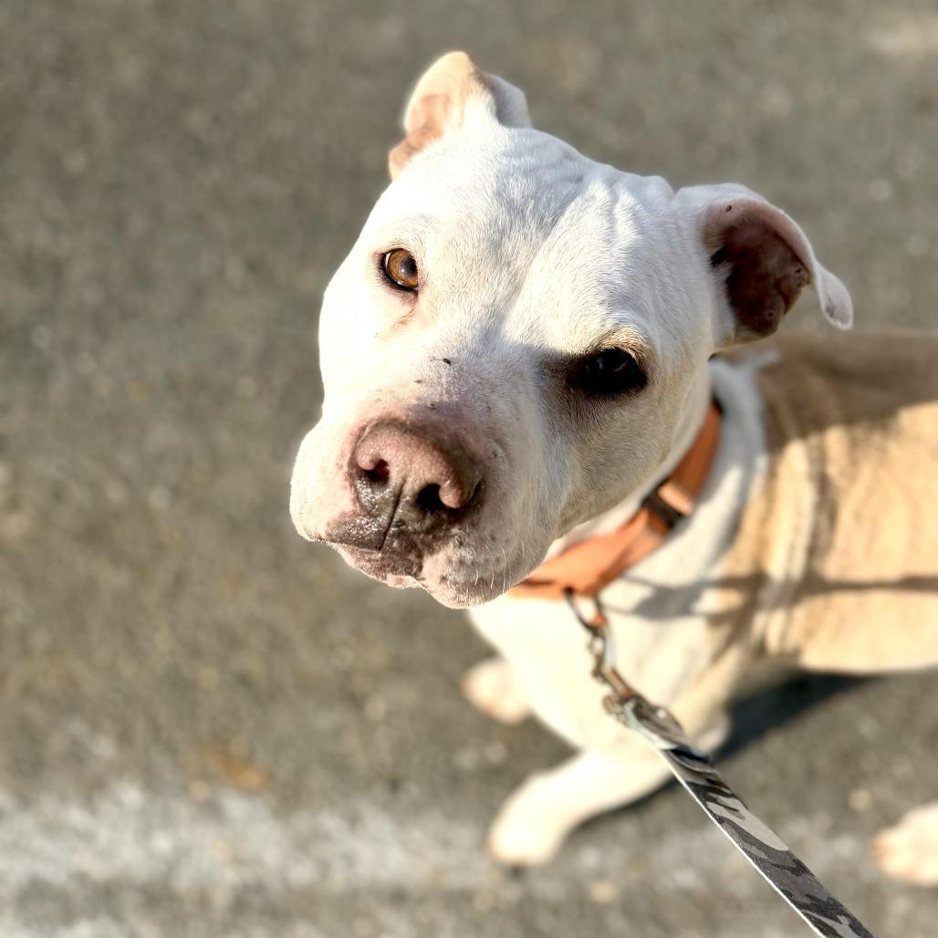 Princess, a Adoptable Pit Bull Terrier in Harrisonburg, VA image 2/6