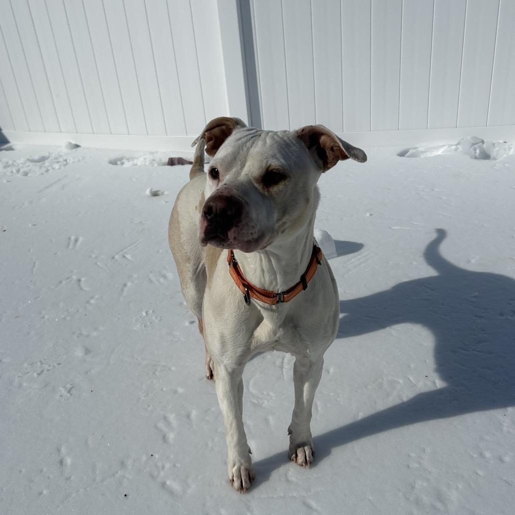 Princess, a Adoptable Pit Bull Terrier in Harrisonburg, VA image 3/6