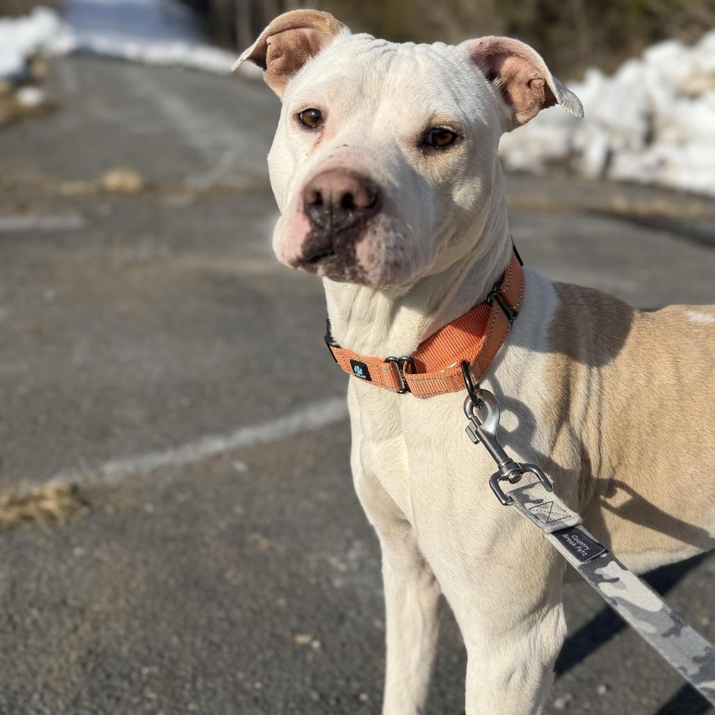 Princess, a Adoptable Pit Bull Terrier in Harrisonburg, VA image 4/6