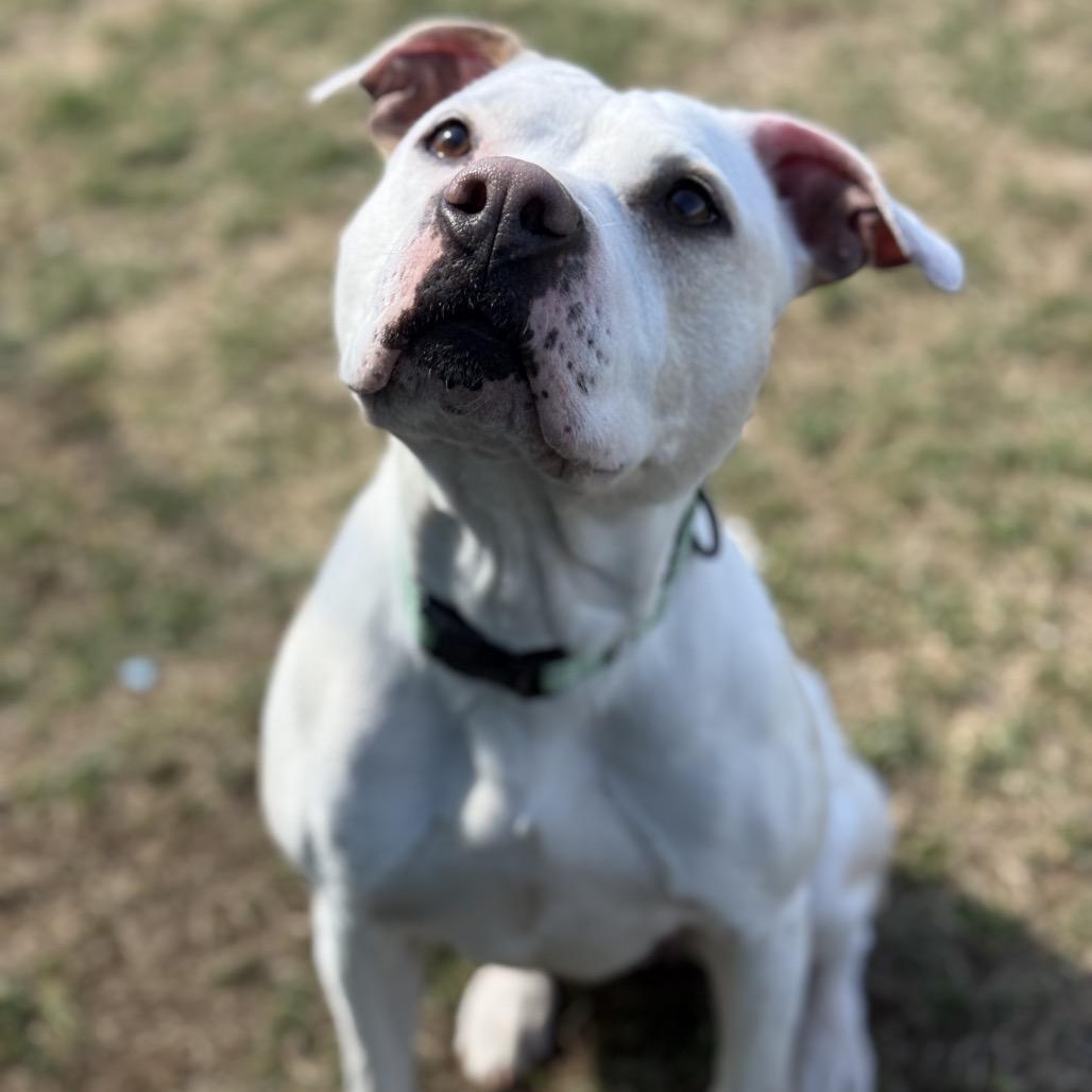 Princess, a Adoptable Pit Bull Terrier in Harrisonburg, VA image 5/6
