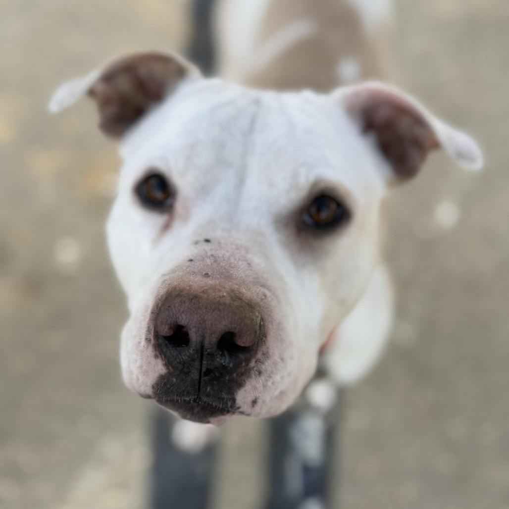 Princess, a Adoptable Pit Bull Terrier in Harrisonburg, VA image 6/6