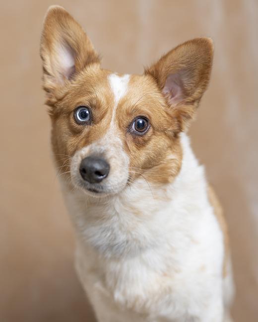 Enlarge Maple, an adopted Pembroke Welsh Corgi in Chicago, IL image 2/6