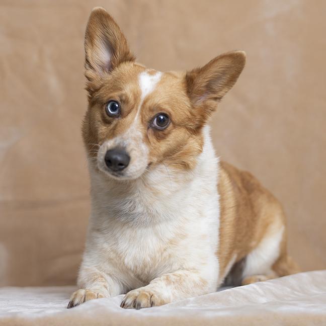Enlarge Maple, an adopted Pembroke Welsh Corgi in Chicago, IL image 3/6