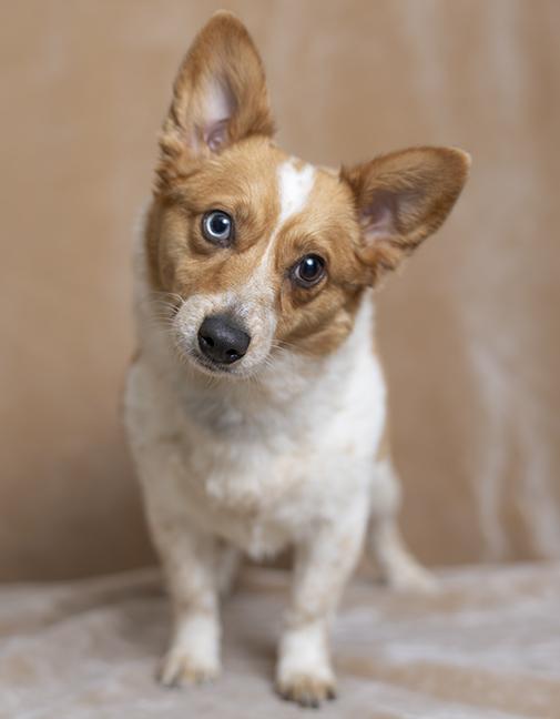 Enlarge Maple, an adopted Pembroke Welsh Corgi in Chicago, IL image 4/6