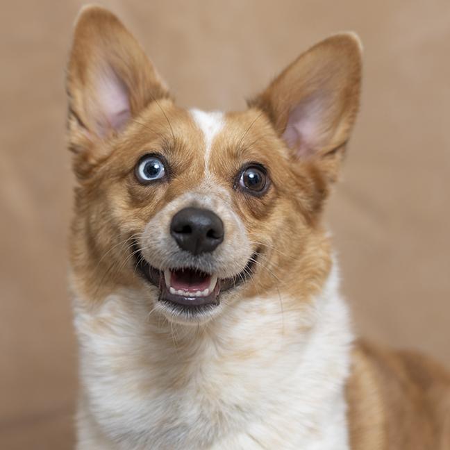 Enlarge Maple, an adopted Pembroke Welsh Corgi in Chicago, IL image 1/6