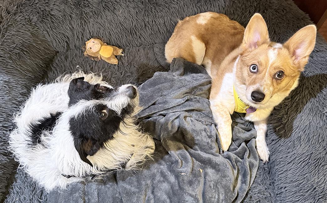 Enlarge Maple, an adopted Pembroke Welsh Corgi in Chicago, IL image 5/6