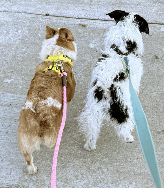 Enlarge Maple, an adopted Pembroke Welsh Corgi in Chicago, IL image 6/6