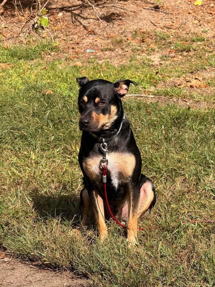Enlarge Bogey, a ADOPTABLE mixed breed in Plymouth, MA image 4/5