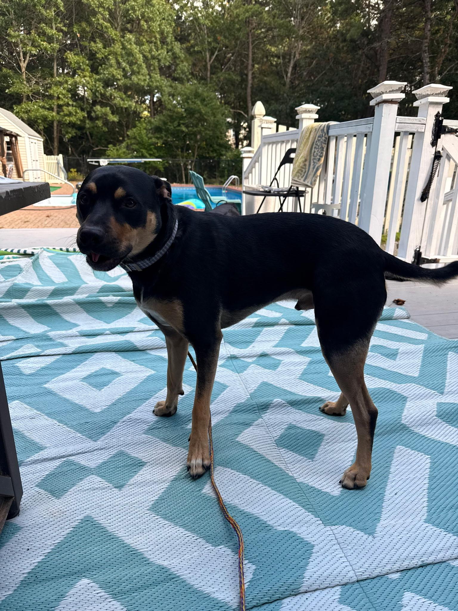 Enlarge Bogey, a ADOPTABLE mixed breed in Plymouth, MA image 2/5