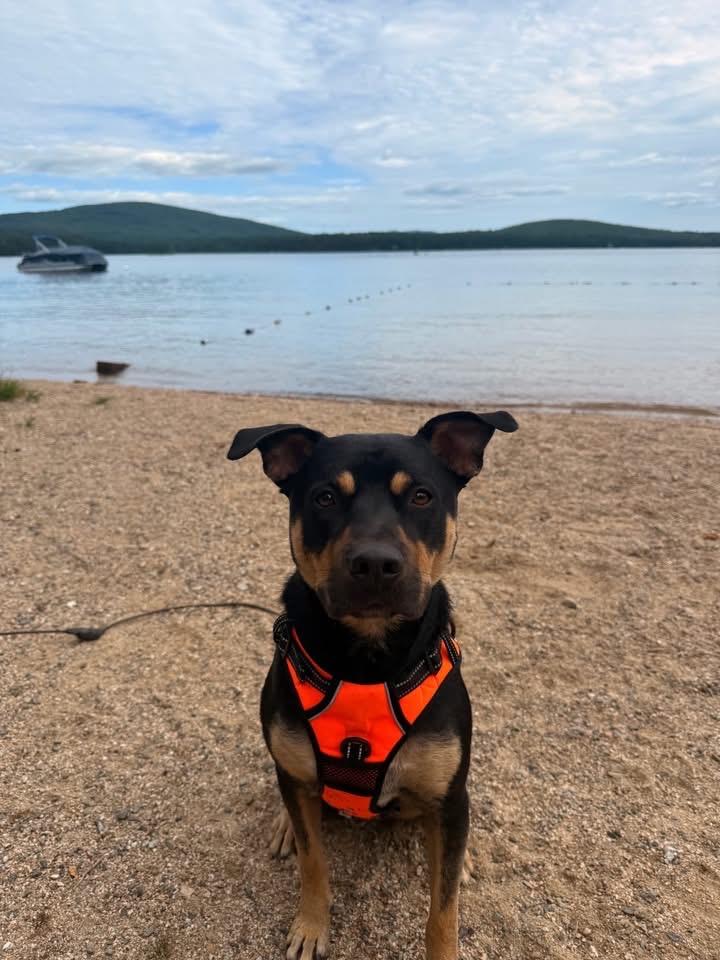 Enlarge Bogey, a ADOPTABLE mixed breed in Plymouth, MA image 1/5