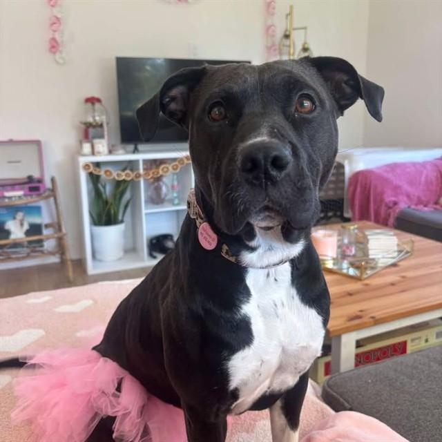 Enlarge LULABELL, a Adoptable mixed breed in San Luis Obispo, CA image 1/1