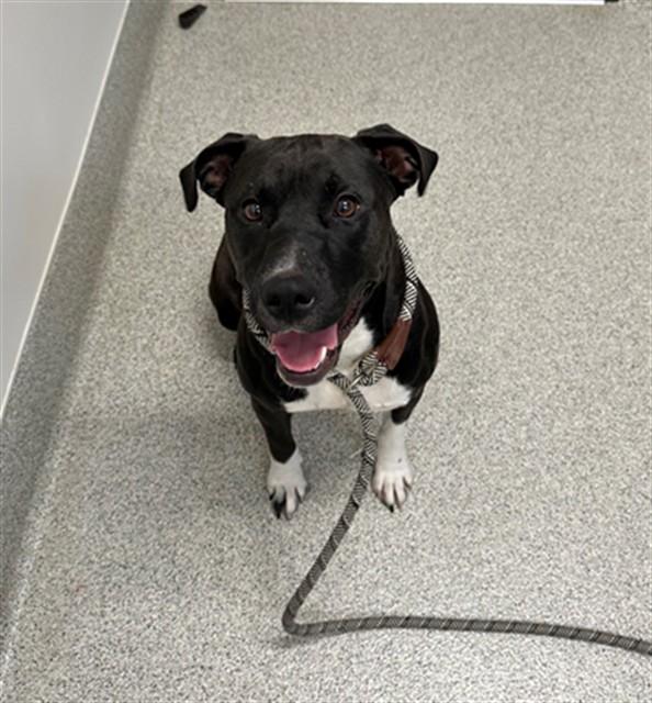 LULABELL, Adoptable, Young Female Pit Bull Terrier & Labrador Retriever.