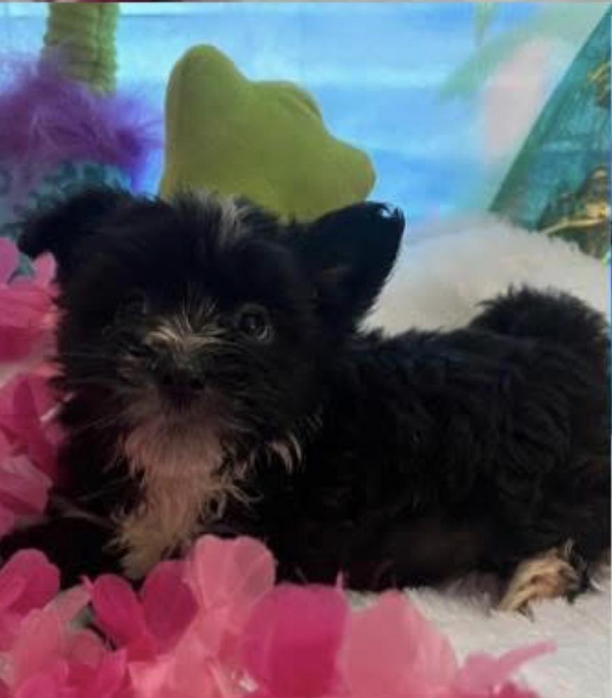 Keanu, Adoptable, Puppy Male Schnauzer & Terrier.