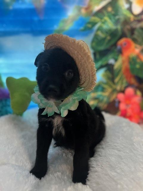 Enlarge Keanu, a Adoptable mixed breed in Milton, GA image 2/3