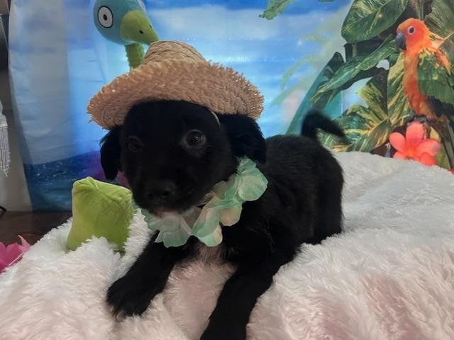 Enlarge Keanu, a Adoptable mixed breed in Milton, GA image 3/3