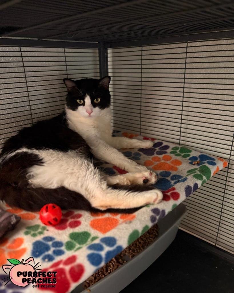 Dragon, Adoptable, Adult Male Domestic Short Hair.