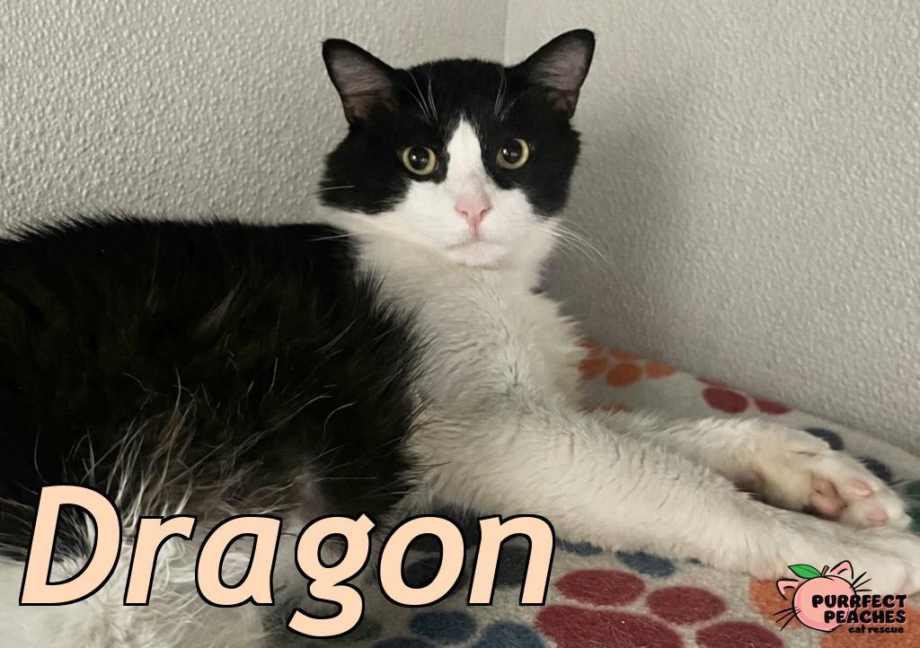 Enlarge Dragon, a Adoptable mixed breed in Douglasville, GA image 3/6
