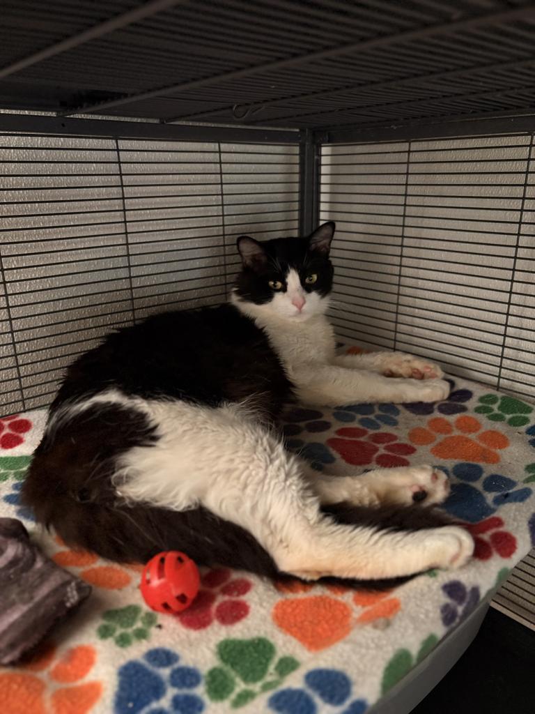 Enlarge Dragon, a Adoptable mixed breed in Douglasville, GA image 6/6