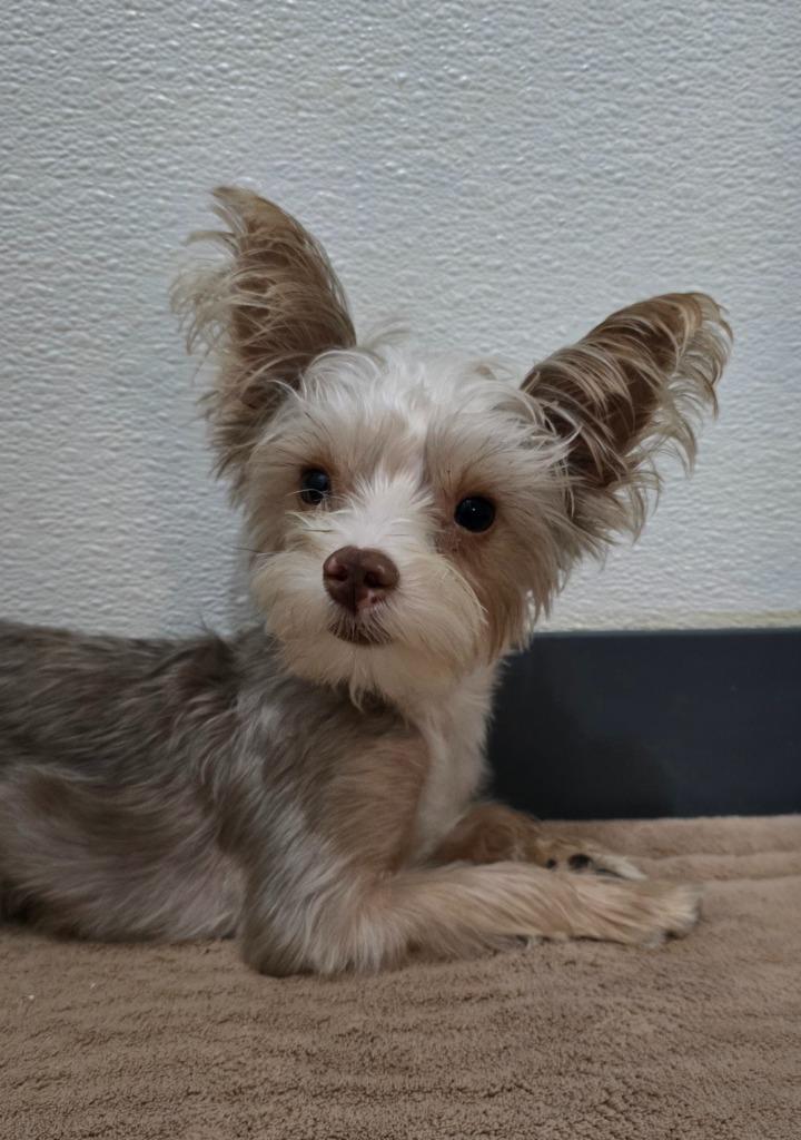 Nacho, Adopted, Puppy Male Yorkshire Terrier & Chihuahua.