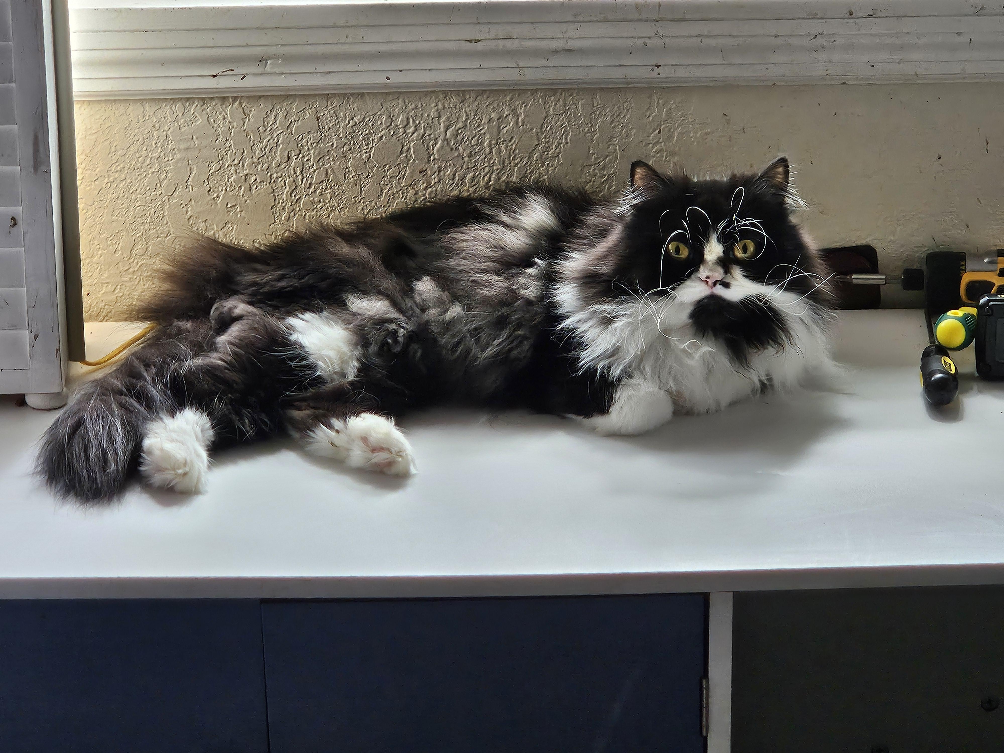 Nelson, Adoptable, Adult Male Persian.