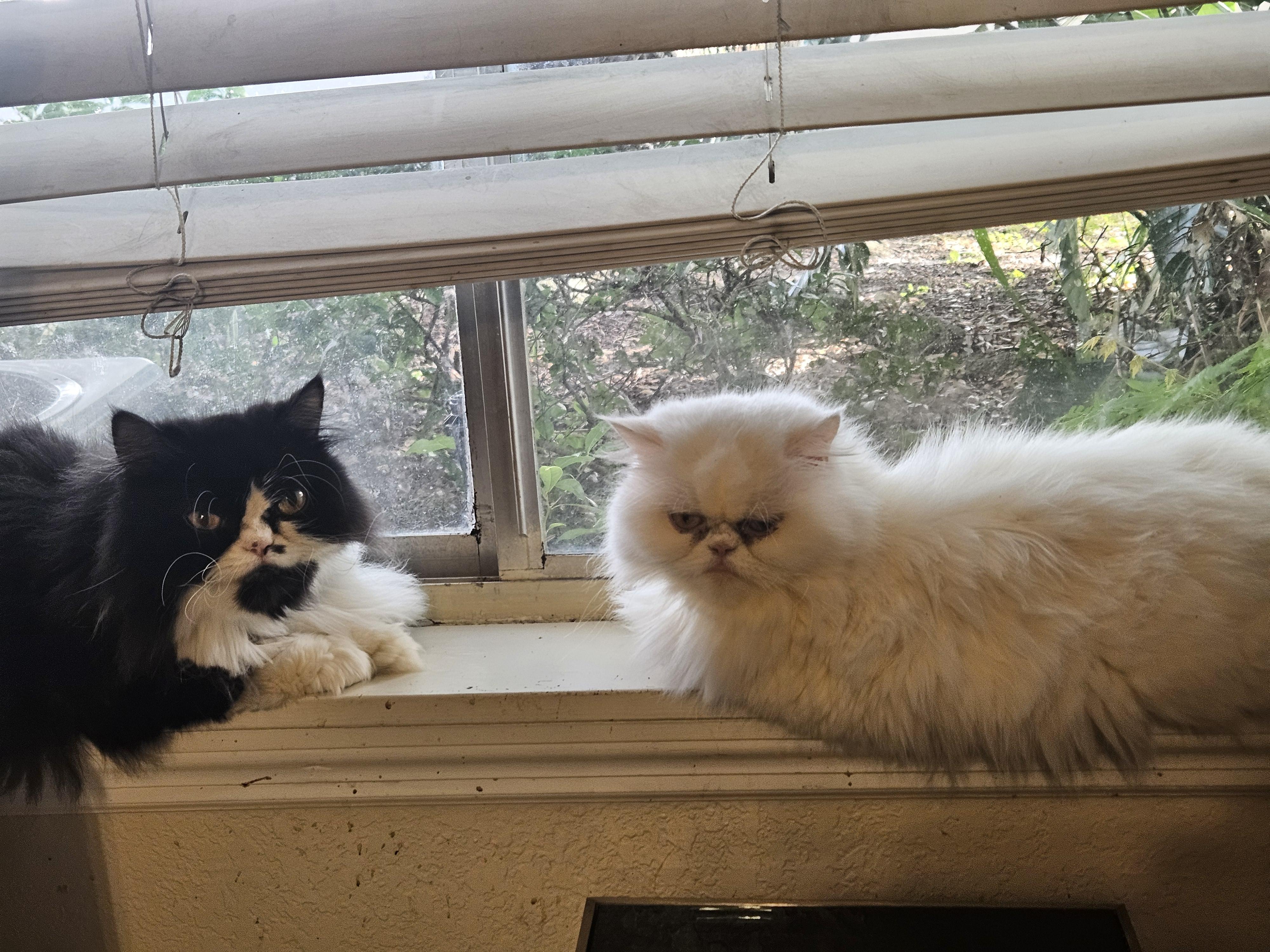 Enlarge Nelson, a Adoptable Persian in Orlando, FL image 3/5