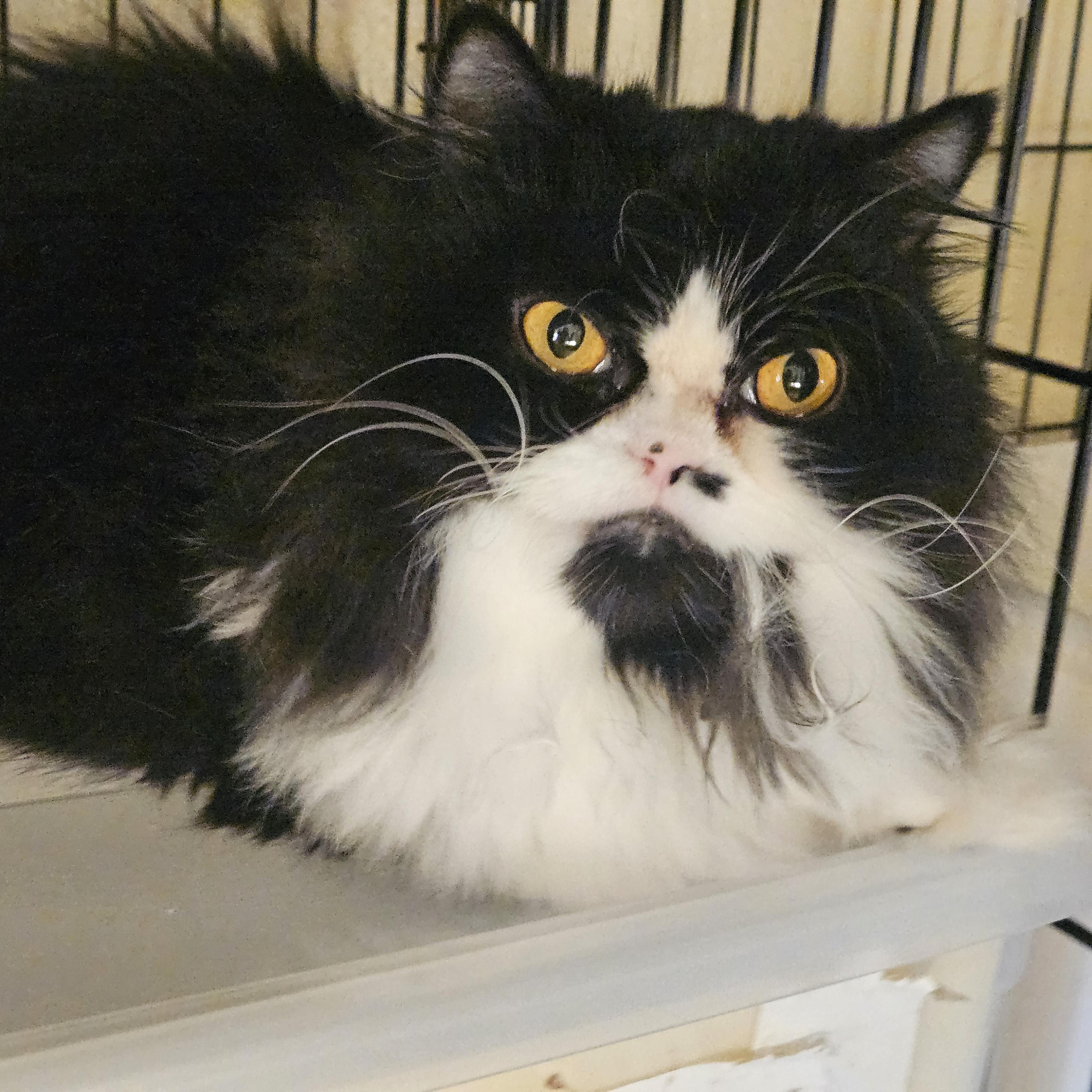 Nelson, Adoptable, Young Male Persian.