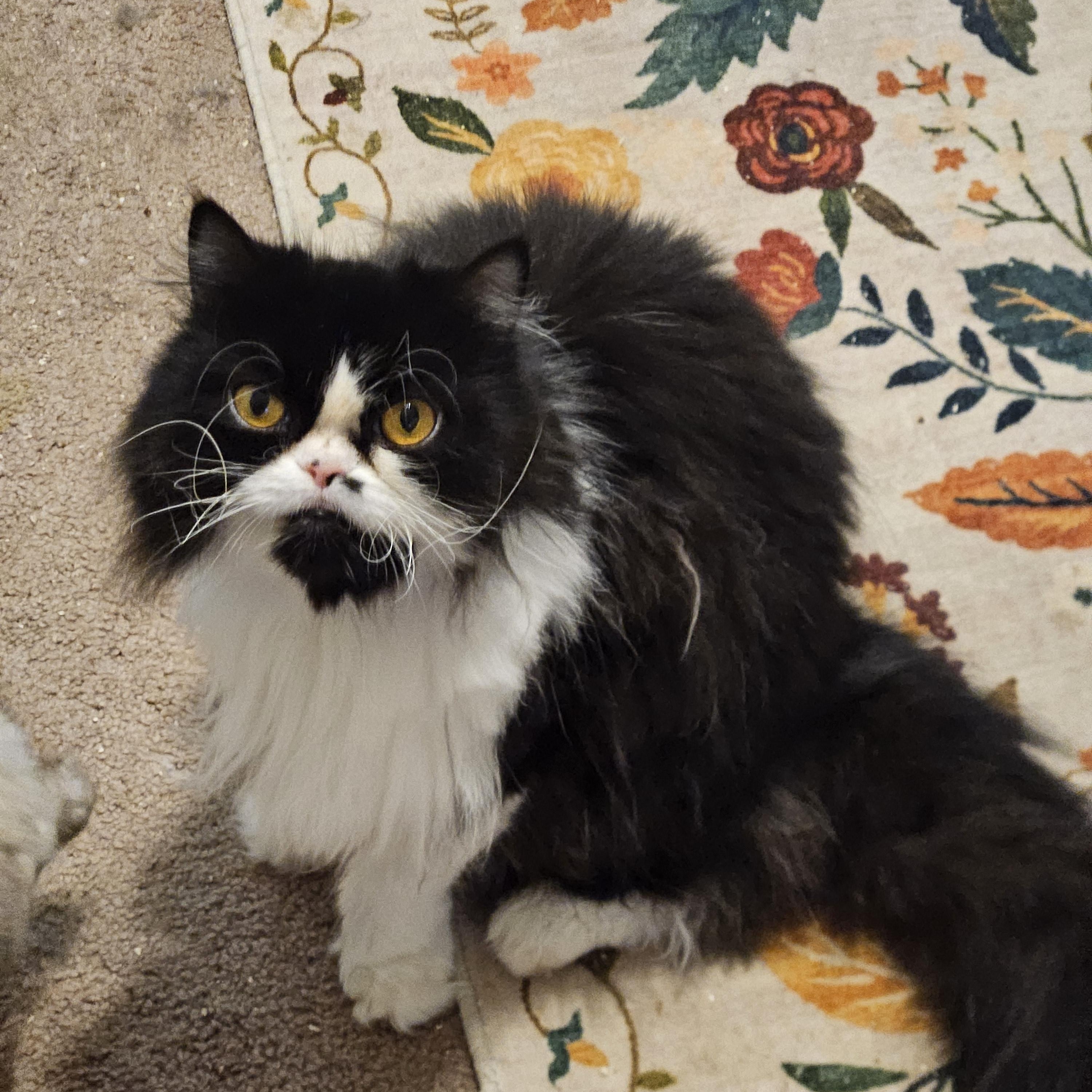 Enlarge Nelson, a Adoptable Persian in Orlando, FL image 1/5