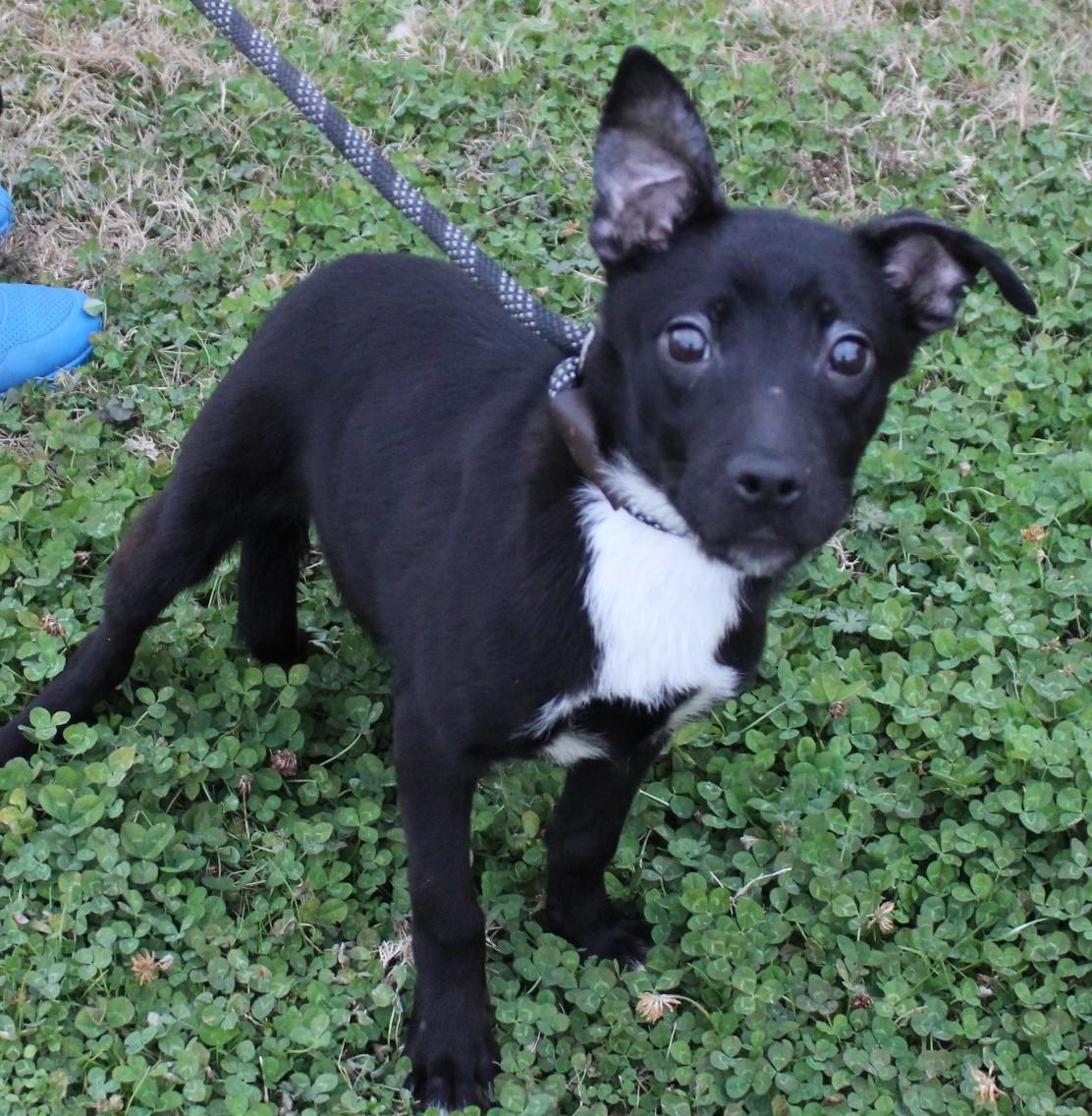 Enlarge JET, a ADOPTABLE mixed breed in Claremore, OK image 3/3