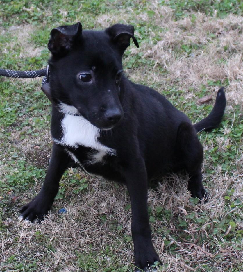 Enlarge JET, a ADOPTABLE mixed breed in Claremore, OK image 2/3