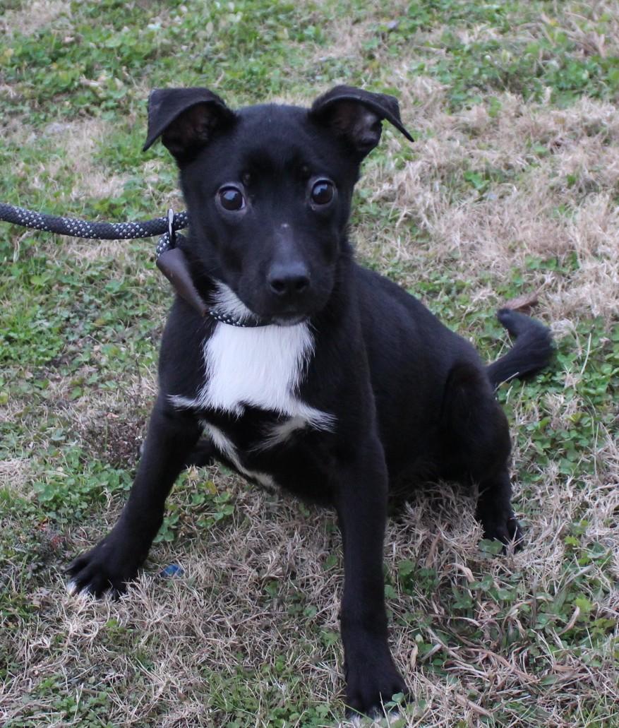 Enlarge JET, a ADOPTABLE mixed breed in Claremore, OK image 1/3