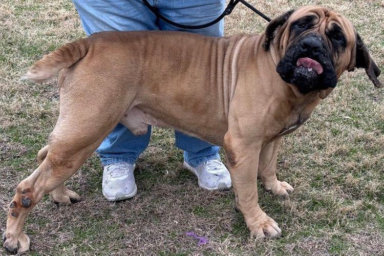 Bolo, a Adoptable Boerboel in Larkspur, CO image 1/6