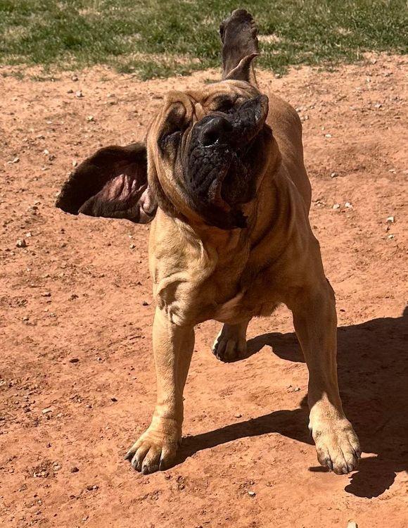 Bolo, a Adoptable Boerboel in Larkspur, CO image 2/6