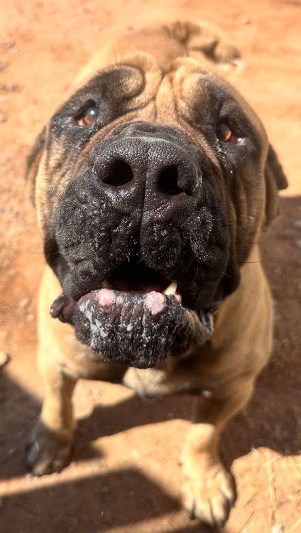 Bolo, a Adoptable Boerboel in Larkspur, CO image 3/6