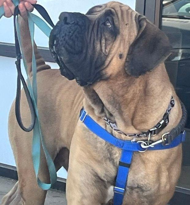 Bolo, a Adoptable Boerboel in Larkspur, CO image 4/6