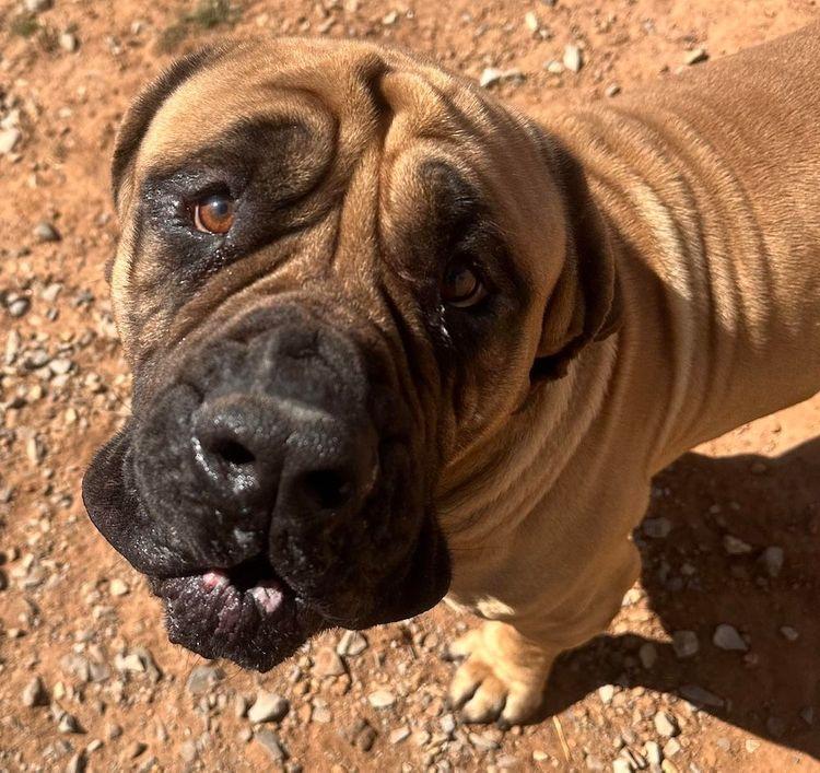 Bolo, an adoptable Boerboel in Larkspur, CO, 80118 | Photo Image 2