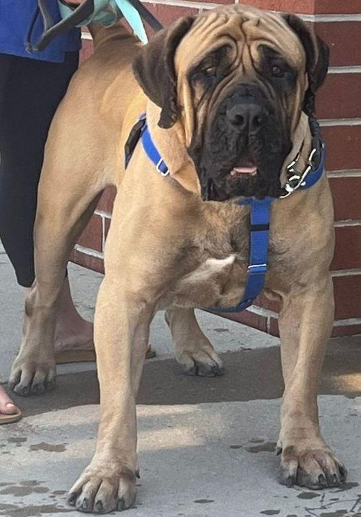 Bolo, a Adoptable Boerboel in Larkspur, CO image 6/6