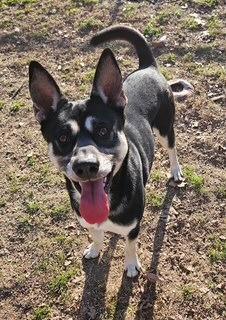 Comanche, Adoptable, Young Male Mixed Breed.