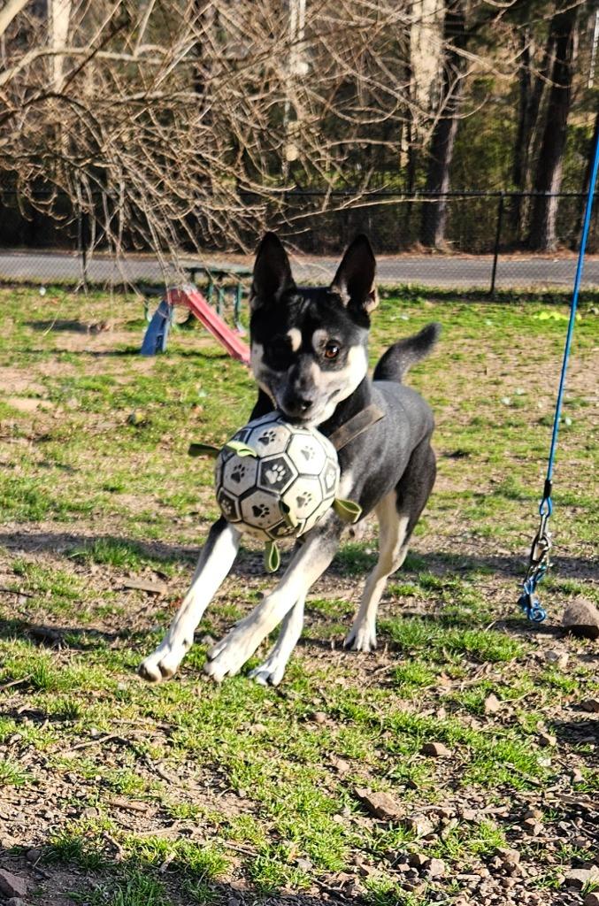 Enlarge Comanche, a Adoptable mixed breed in Sherwood, AR image 2/3