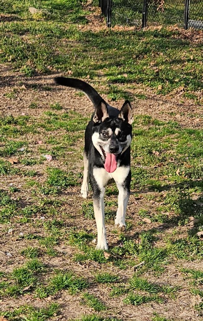 Enlarge Comanche, a Adoptable mixed breed in Sherwood, AR image 3/3