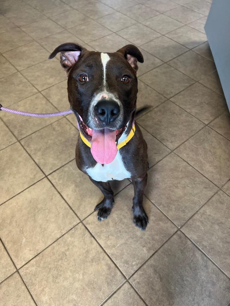 Palmer, Adoptable, Young Male Pit Bull Terrier.