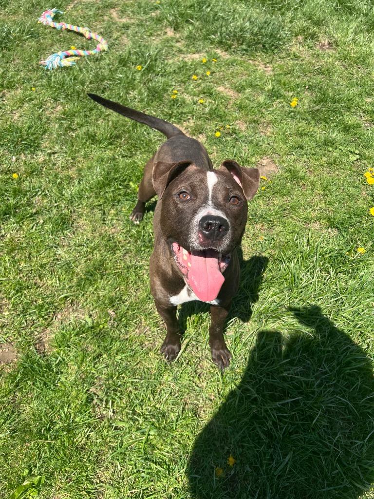 Palmer, a Adoptable Pit Bull Terrier in Marion, OH image 2/6