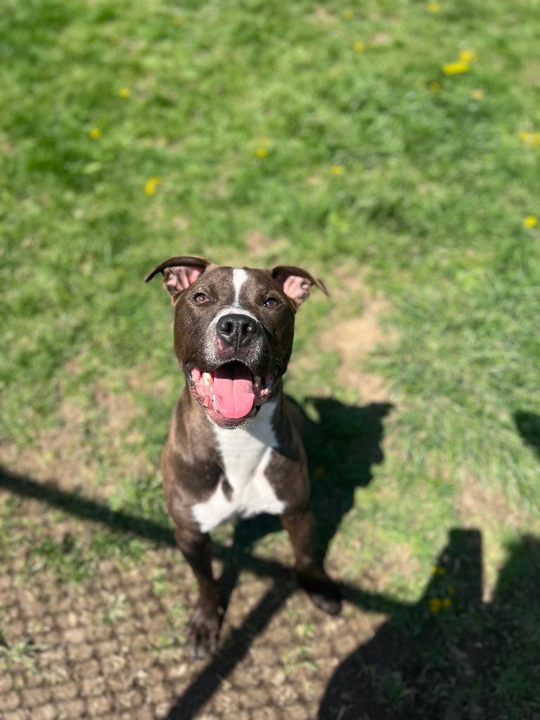 Palmer, a Adoptable Pit Bull Terrier in Marion, OH image 3/6