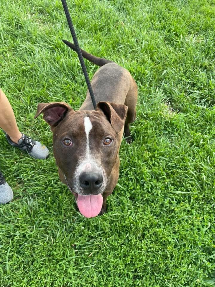 Palmer, a Adoptable Pit Bull Terrier in Marion, OH image 4/6