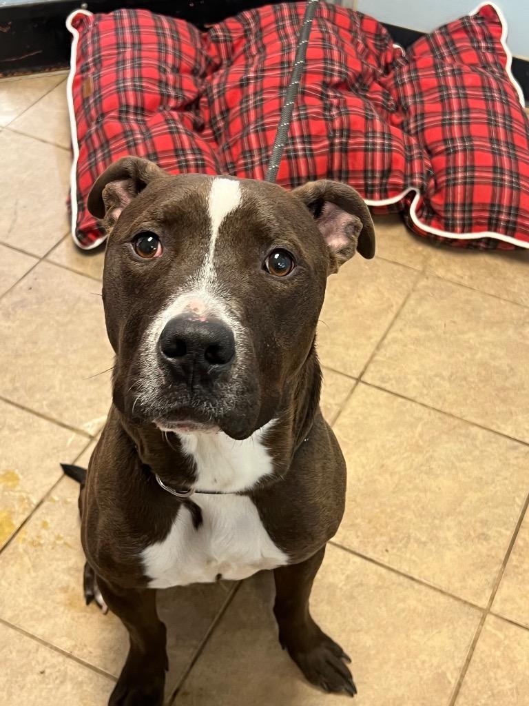 Palmer, a Adoptable Pit Bull Terrier in Marion, OH image 5/6