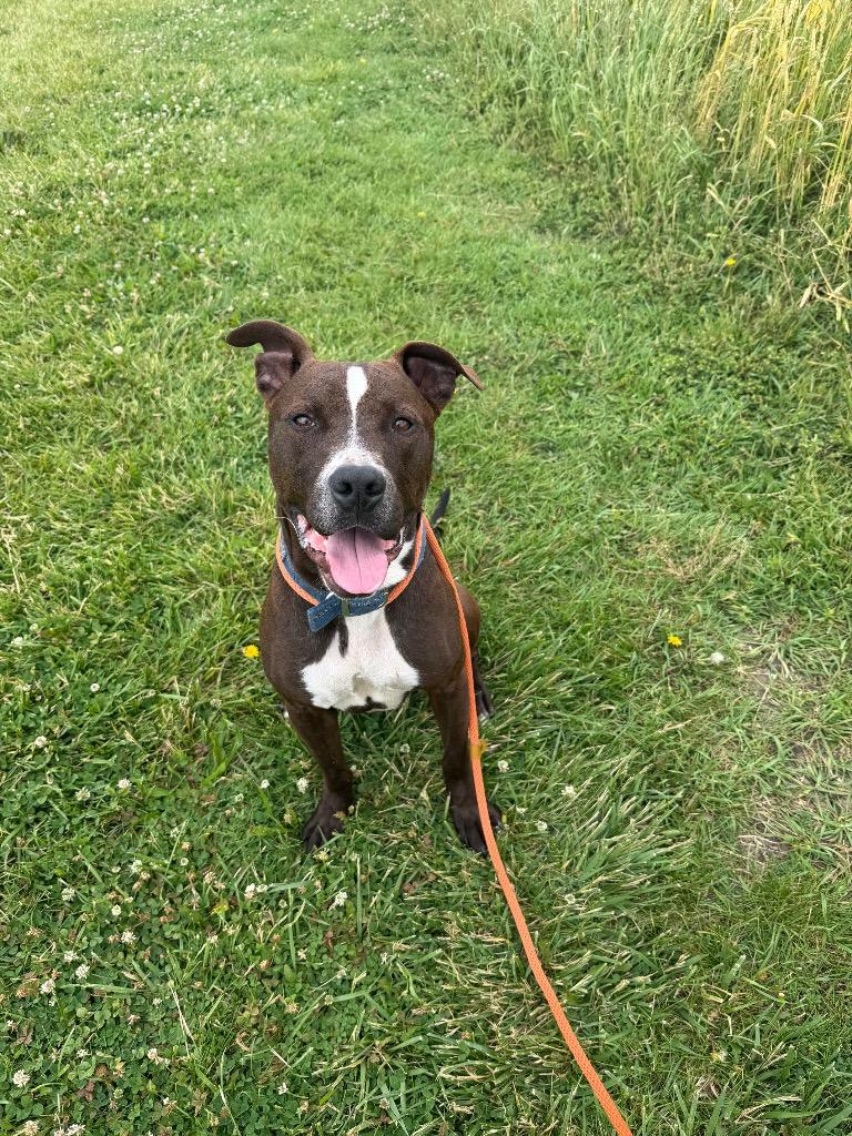 Palmer, a Adoptable Pit Bull Terrier in Marion, OH image 6/6