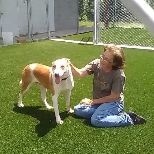 Enlarge Hercules, a Adoptable mixed breed in Brookfield, MO image 1/2