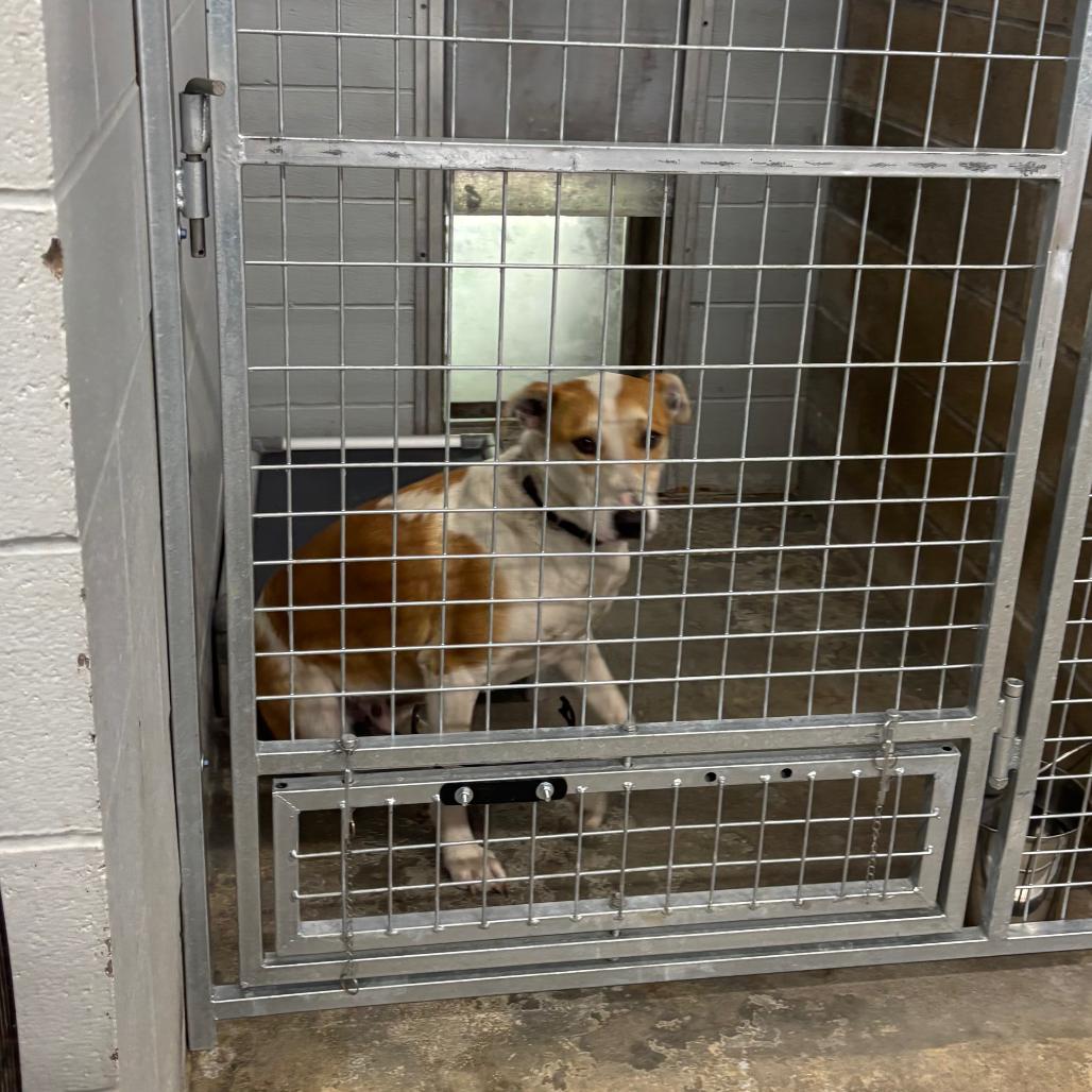 Enlarge Hercules, a Adoptable mixed breed in Brookfield, MO image 2/2