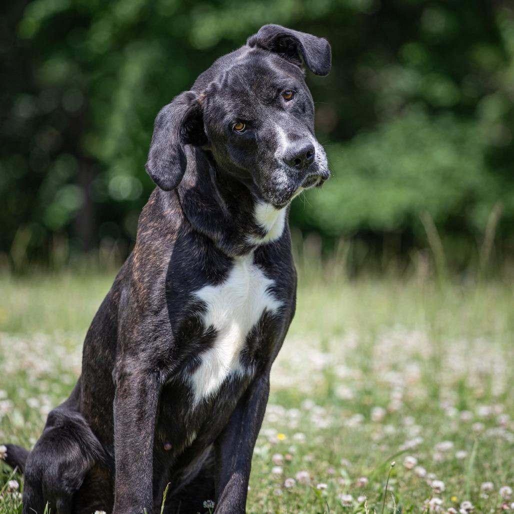 Texas, Adoptable, Adult Male Mixed Breed.