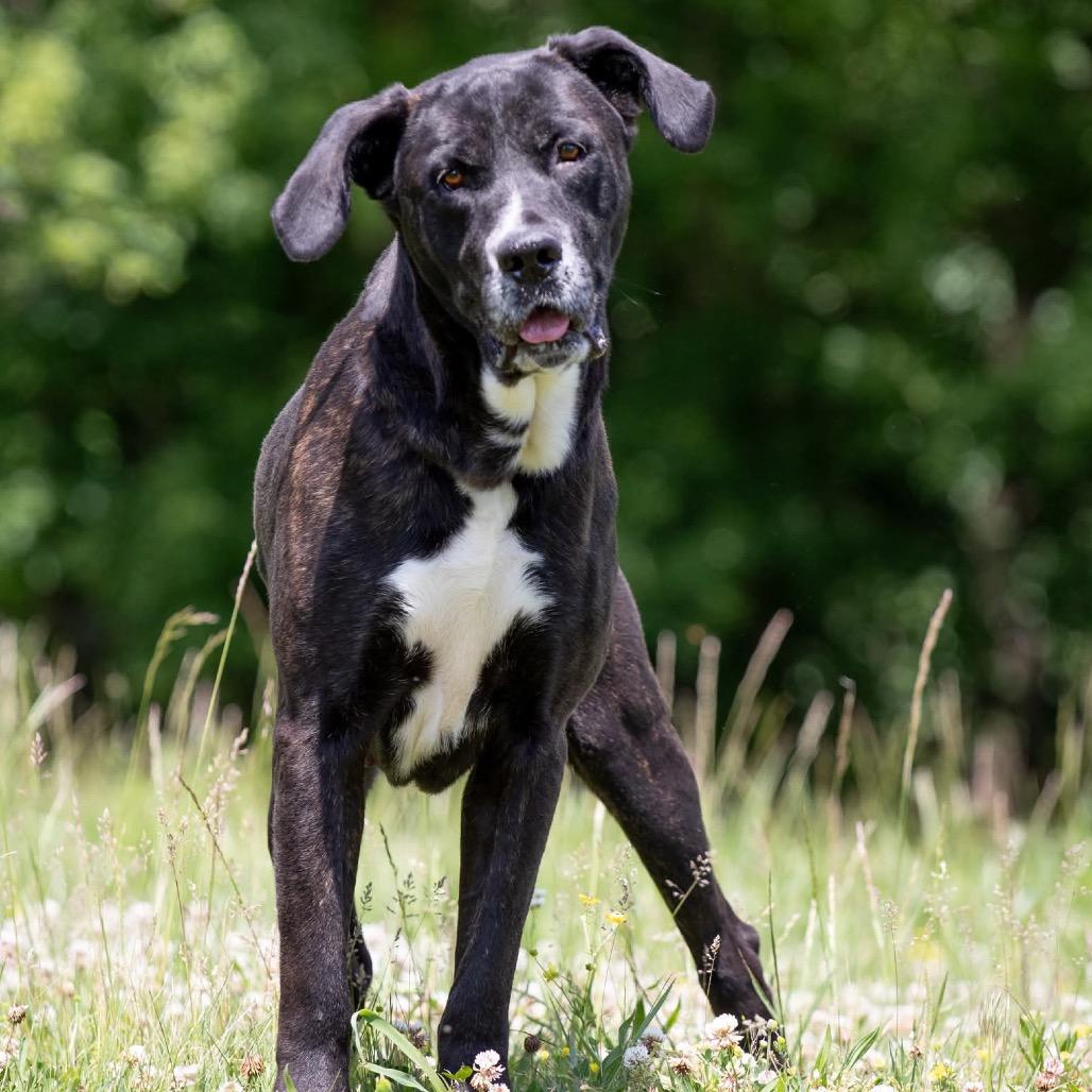 Texas, a Adoptable Mixed Breed in Henderson, KY image 2/3