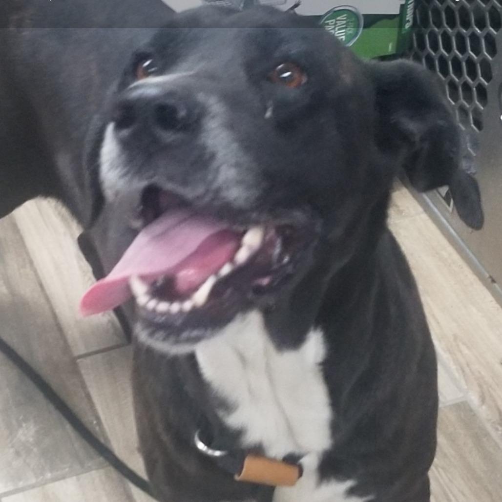 Texas, a Adoptable Mixed Breed in Henderson, KY image 3/3